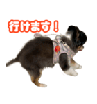 ぽっちゃん-敬語-（個別スタンプ：13）