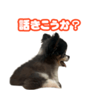 ぽっちゃん-敬語-（個別スタンプ：16）