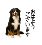 バーニーズマウンテンドッグ★よく使う敬語（個別スタンプ：1）