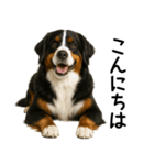 バーニーズマウンテンドッグ★よく使う敬語（個別スタンプ：2）