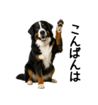 バーニーズマウンテンドッグ★よく使う敬語（個別スタンプ：3）