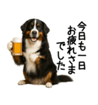 バーニーズマウンテンドッグ★よく使う敬語（個別スタンプ：5）