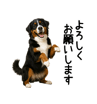 バーニーズマウンテンドッグ★よく使う敬語（個別スタンプ：6）