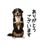 バーニーズマウンテンドッグ★よく使う敬語（個別スタンプ：7）