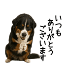 バーニーズマウンテンドッグ★よく使う敬語（個別スタンプ：8）
