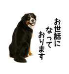 バーニーズマウンテンドッグ★よく使う敬語（個別スタンプ：9）