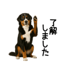 バーニーズマウンテンドッグ★よく使う敬語（個別スタンプ：10）