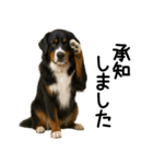 バーニーズマウンテンドッグ★よく使う敬語（個別スタンプ：11）