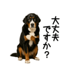 バーニーズマウンテンドッグ★よく使う敬語（個別スタンプ：12）