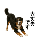 バーニーズマウンテンドッグ★よく使う敬語（個別スタンプ：13）