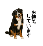 バーニーズマウンテンドッグ★よく使う敬語（個別スタンプ：15）