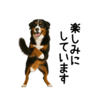 バーニーズマウンテンドッグ★よく使う敬語（個別スタンプ：16）