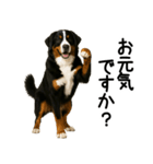 バーニーズマウンテンドッグ★よく使う敬語（個別スタンプ：20）