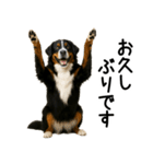 バーニーズマウンテンドッグ★よく使う敬語（個別スタンプ：21）