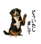 バーニーズマウンテンドッグ★よく使う敬語（個別スタンプ：22）
