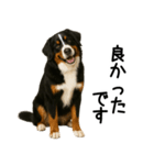 バーニーズマウンテンドッグ★よく使う敬語（個別スタンプ：25）