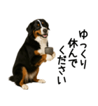 バーニーズマウンテンドッグ★よく使う敬語（個別スタンプ：26）