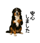 バーニーズマウンテンドッグ★よく使う敬語（個別スタンプ：27）