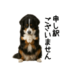 バーニーズマウンテンドッグ★よく使う敬語（個別スタンプ：28）