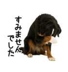 バーニーズマウンテンドッグ★よく使う敬語（個別スタンプ：29）