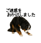 バーニーズマウンテンドッグ★よく使う敬語（個別スタンプ：30）