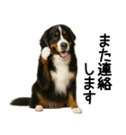 バーニーズマウンテンドッグ★よく使う敬語（個別スタンプ：31）