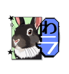 ウサウサしりとりPart4（個別スタンプ：40）