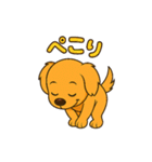ミニチュアダックスフント"チャイ"挨拶（個別スタンプ：13）