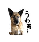 かっこいい 雑種犬 スパイク スタンプ（個別スタンプ：20）