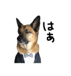 かっこいい 雑種犬 スパイク スタンプ（個別スタンプ：21）