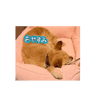 Chaco.❤︎（個別スタンプ：6）