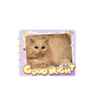 Ruiruinonitijyou（個別スタンプ：1）