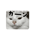 Ruiruinonitijyou（個別スタンプ：3）