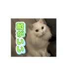 Ruiruinonitijyou（個別スタンプ：8）
