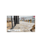 Chaconosuke.（個別スタンプ：1）