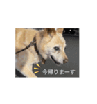 Chaconosuke.（個別スタンプ：6）