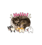 チワワ@気持ち（個別スタンプ：5）