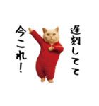 お猫様の動くスタンプ5（個別スタンプ：1）