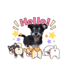 子犬のチワワのコテツさん（個別スタンプ：2）