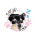 子犬のチワワのコテツさん（個別スタンプ：7）