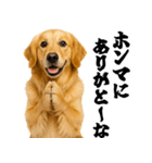 ゴールデンレトリバー☆むっちゃ使う関西弁（個別スタンプ：6）