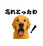 ゴールデンレトリバー☆むっちゃ使う関西弁（個別スタンプ：9）