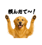 ゴールデンレトリバー☆むっちゃ使う関西弁（個別スタンプ：20）