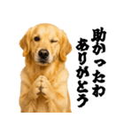 ゴールデンレトリバー☆むっちゃ使う関西弁（個別スタンプ：26）
