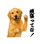 ゴールデンレトリバー☆むっちゃ使う関西弁（個別スタンプ：27）