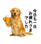 ゴールデンレトリバー☆毎日使う敬語（個別スタンプ：1）