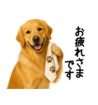ゴールデンレトリバー☆毎日使う敬語（個別スタンプ：2）