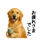 ゴールデンレトリバー☆毎日使う敬語（個別スタンプ：3）