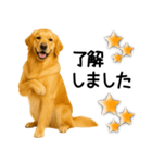 ゴールデンレトリバー☆毎日使う敬語（個別スタンプ：7）