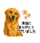 ゴールデンレトリバー☆毎日使う敬語（個別スタンプ：10）